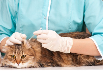 귀를 확인하는 수의사.