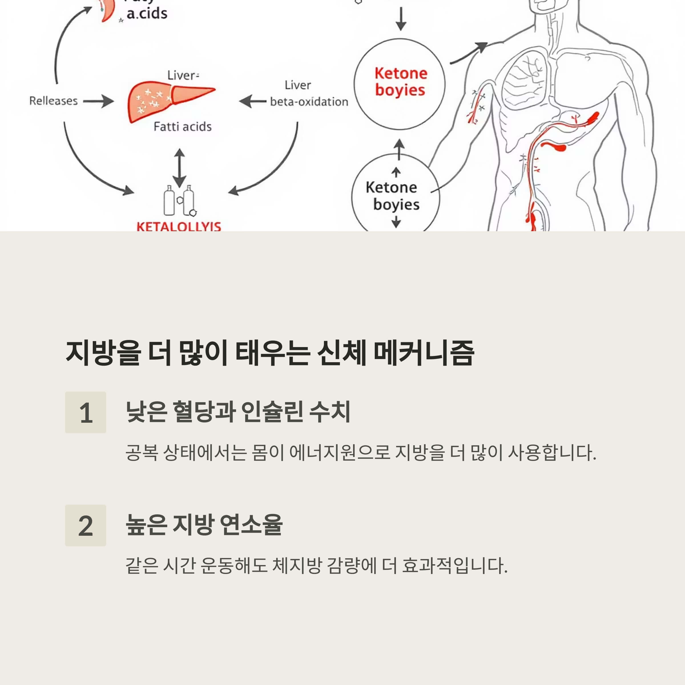 지방을 에너지로 더 많이 쓰는 신체 구조