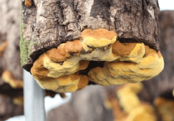 상황버섯의 효능