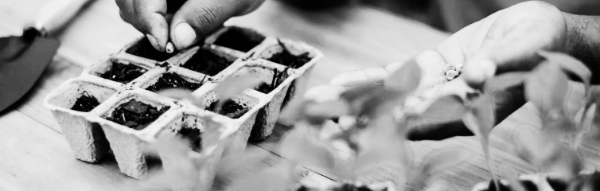 분말형 발근제, 액체형 발근제