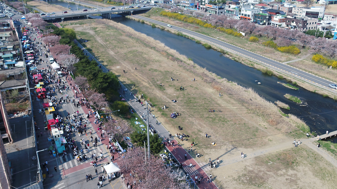 청주 무심천 벚꽃축제 주차 맛집 프로그램 총정리