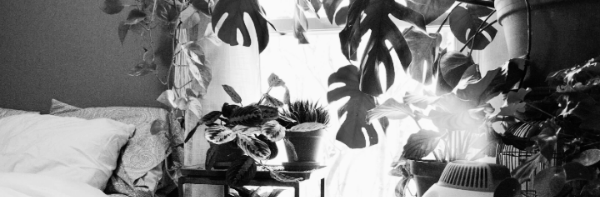 적정 실내습도 조절 방법 ③ 식물 모아두기