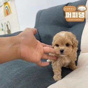 말티푸 단점 장점 성견 크기 분양가격_2