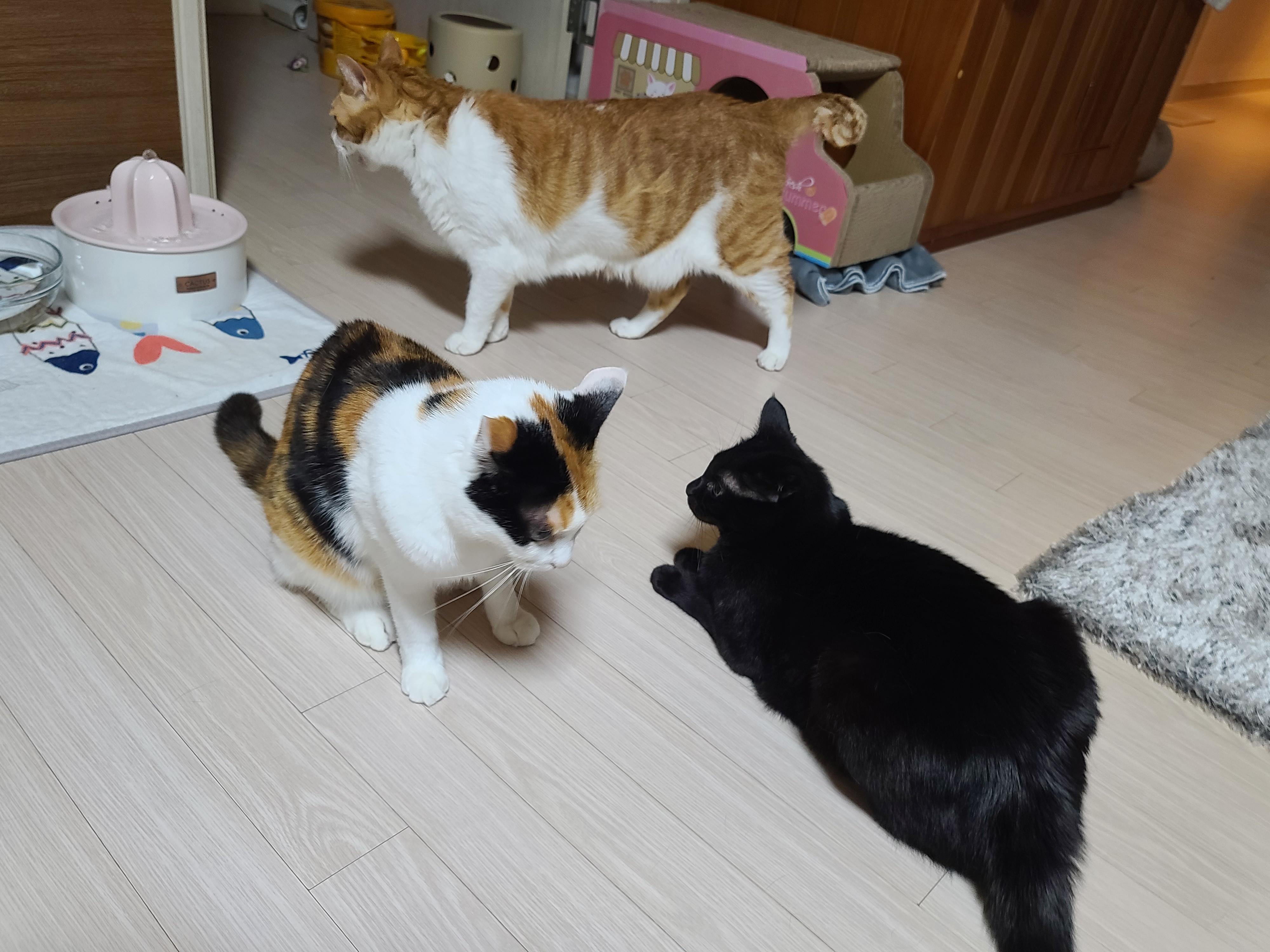 하품을 하다가 만것 같은 이 기분..!(feat. 노는건지 싸우는건지 구별하는 방법)