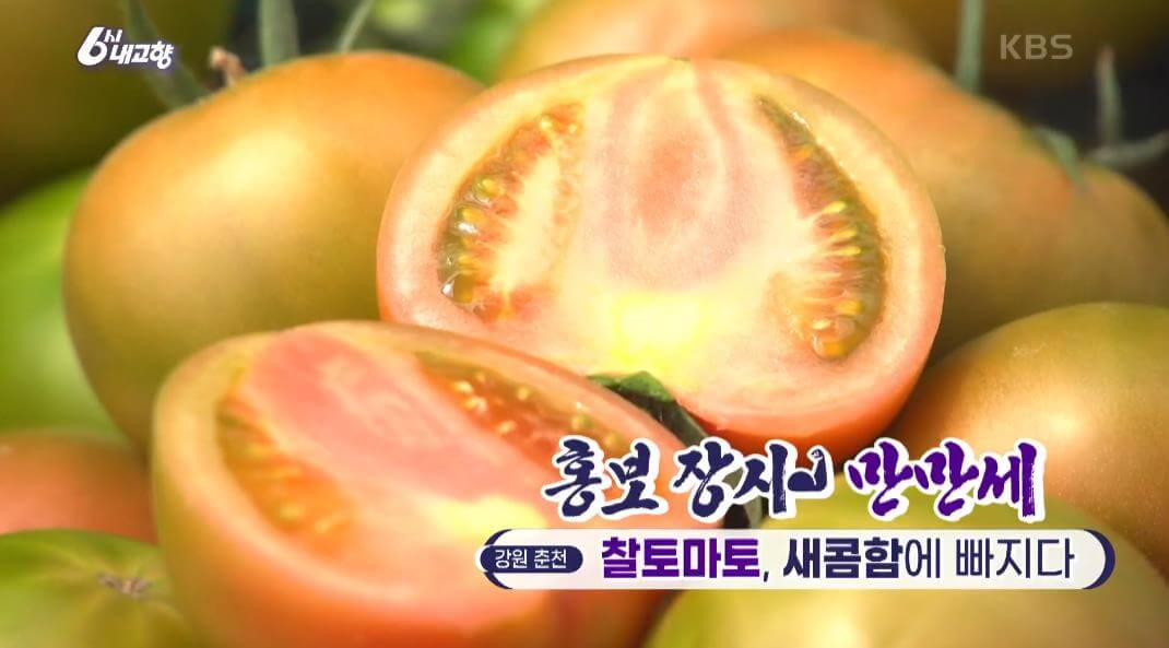 6시내고향 춘천 찰토마토