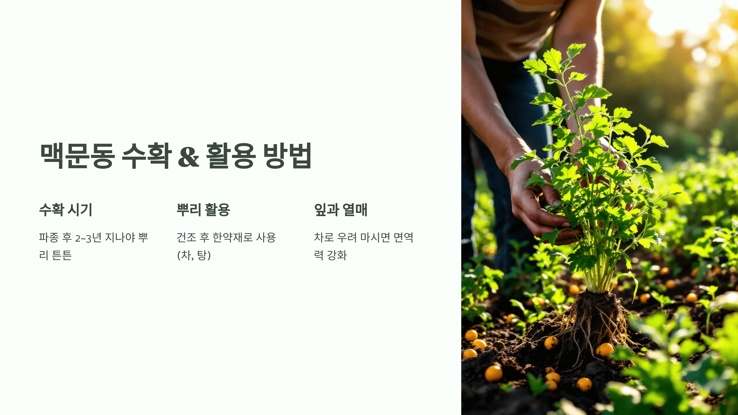 맥문동 사진입니다.