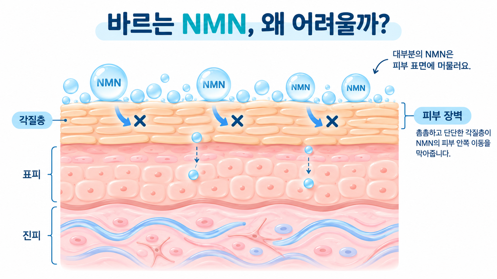 각질층이 바르는 NMN의 피부 침투를 제한하는 모습을 설명한 인포그래픽