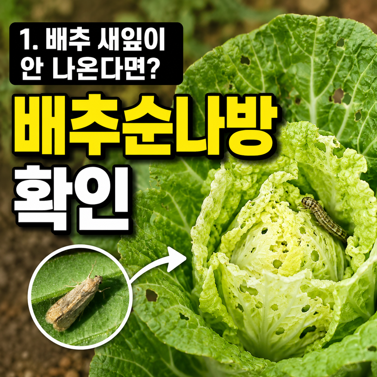 배추 새잎이 안 나오는 이유? 배추순나방 피해 증상과 방제법