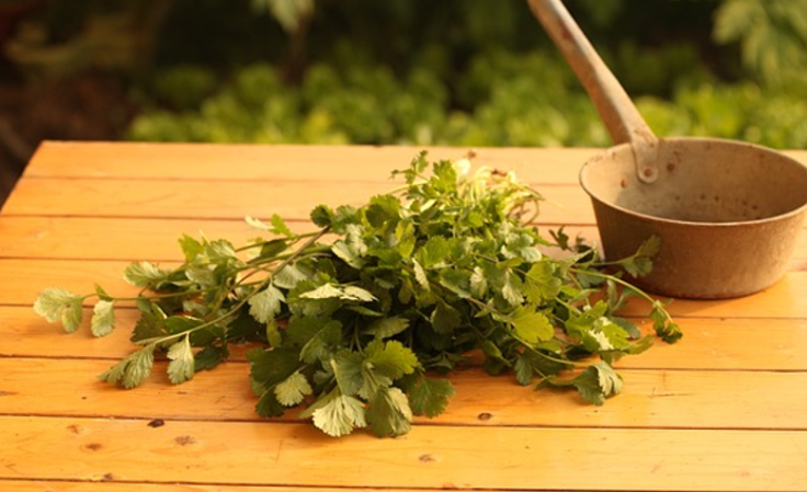 중국의 전통 의학과 약초 치료 (한방 의학)