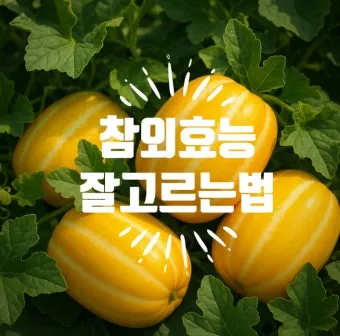 참외 효능 및 영양 정보 섭취 효과 정리_16