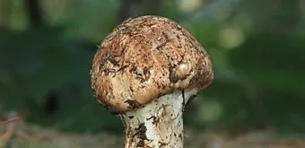 송이버섯 먹는법 요리법을 정리_1