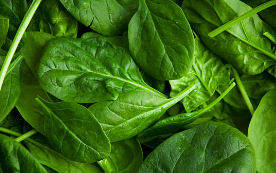 시금치