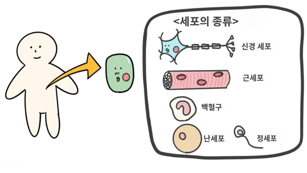 세포의 구조와 기능