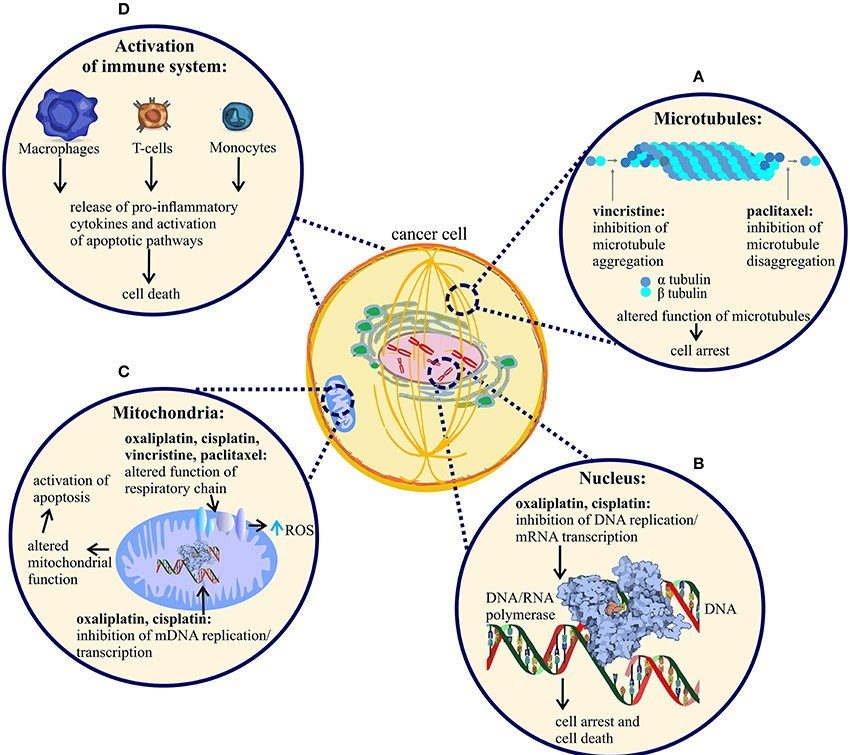 말초신경병증약의 주요 효과