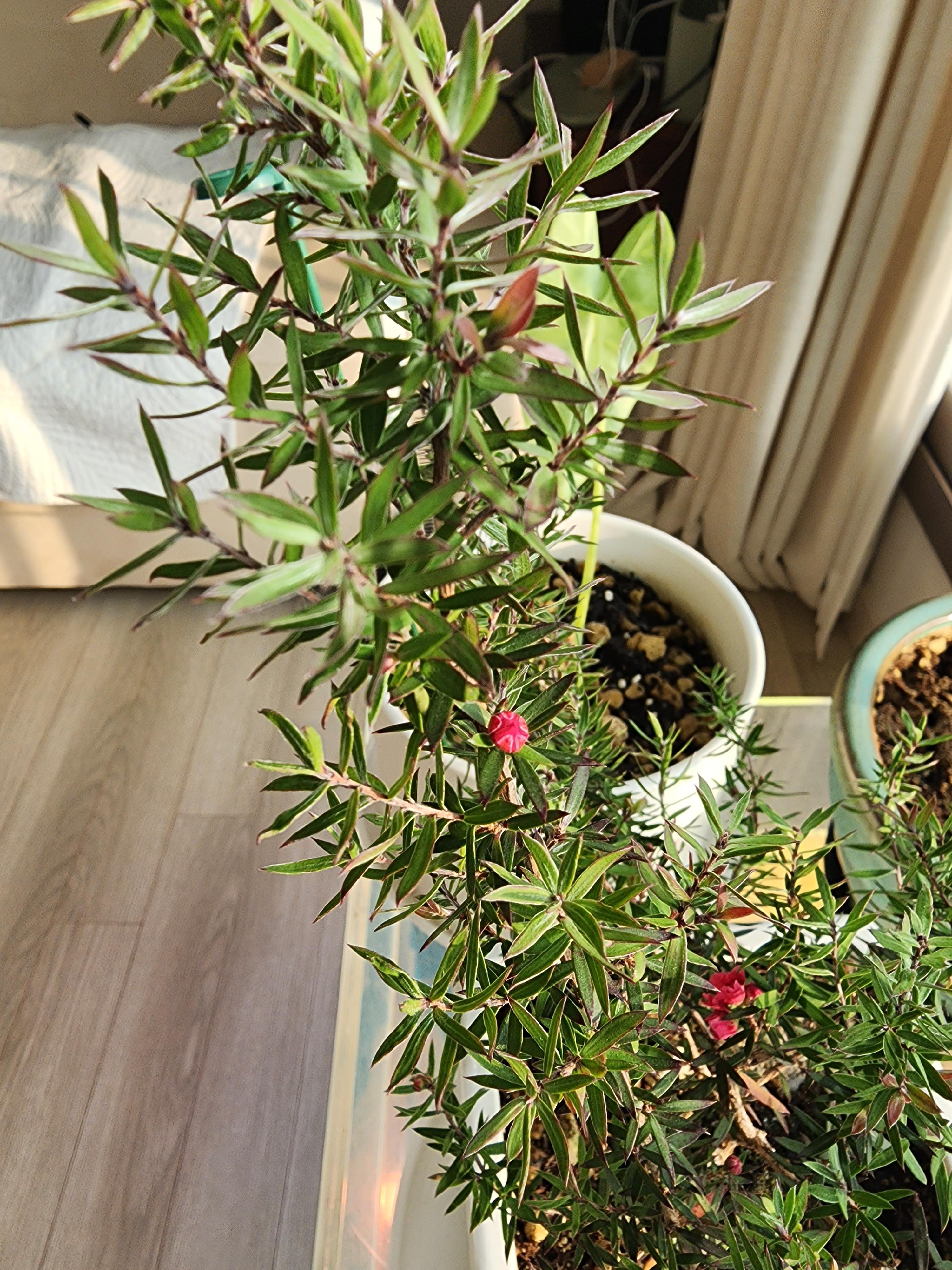 꽃망울이 펼쳐지고 있는 호주매화