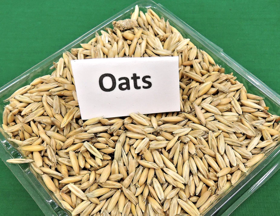 귀리-오트-심장-건강