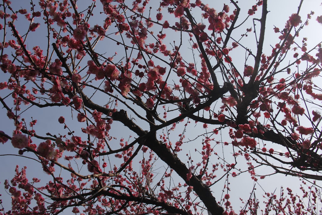 'Cherry tree'