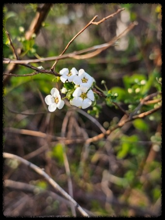 이팝&middot;조팝나무: 봄마다 느껴보는 이팝&middot;조팝나무 궁금증