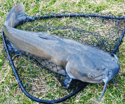 풀밭 위에 그물 속에 놓인 아주 커다란 메기 한 마리가 놓여있다.