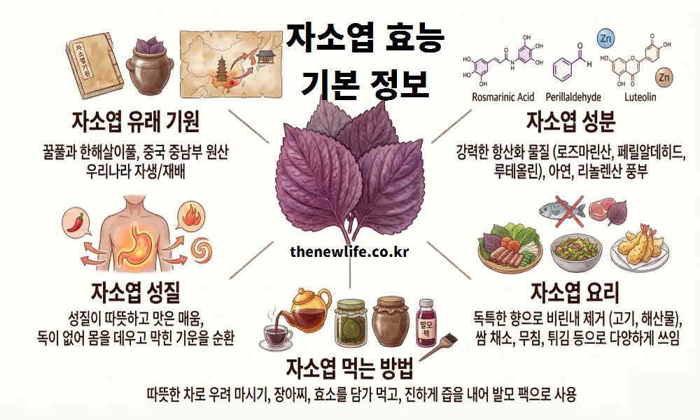 자소엽 효능 기본정보