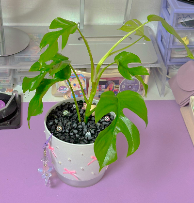 히메 몬스테라 물주기