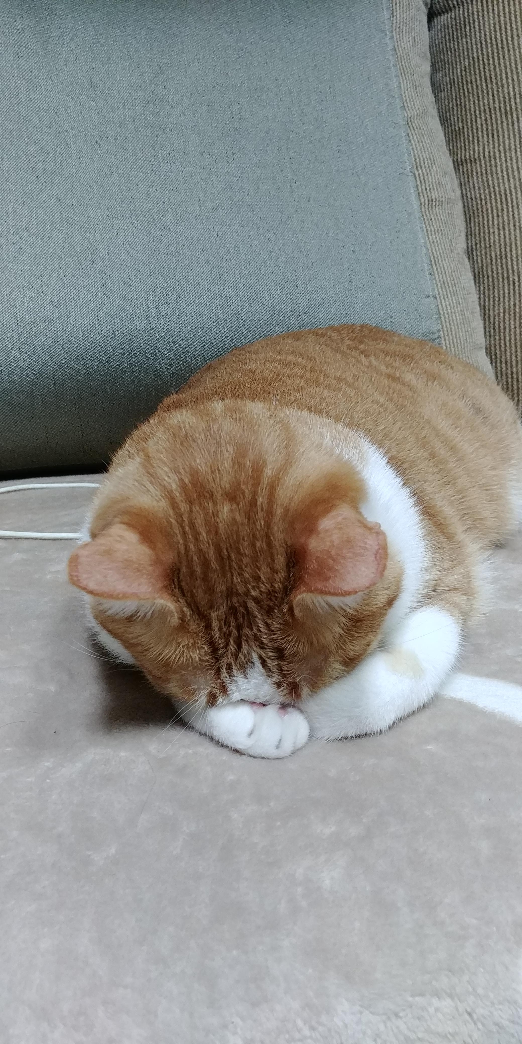 우리집 아홉냥이의 고양이 종류