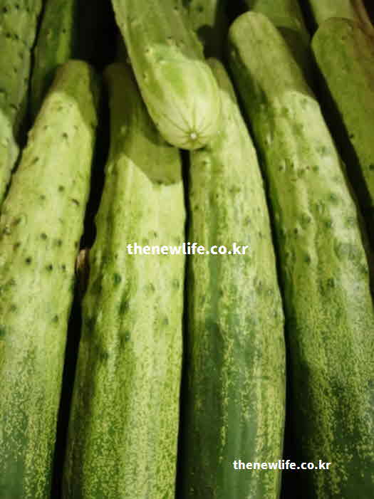 오이 효능 영양성분 비타민K