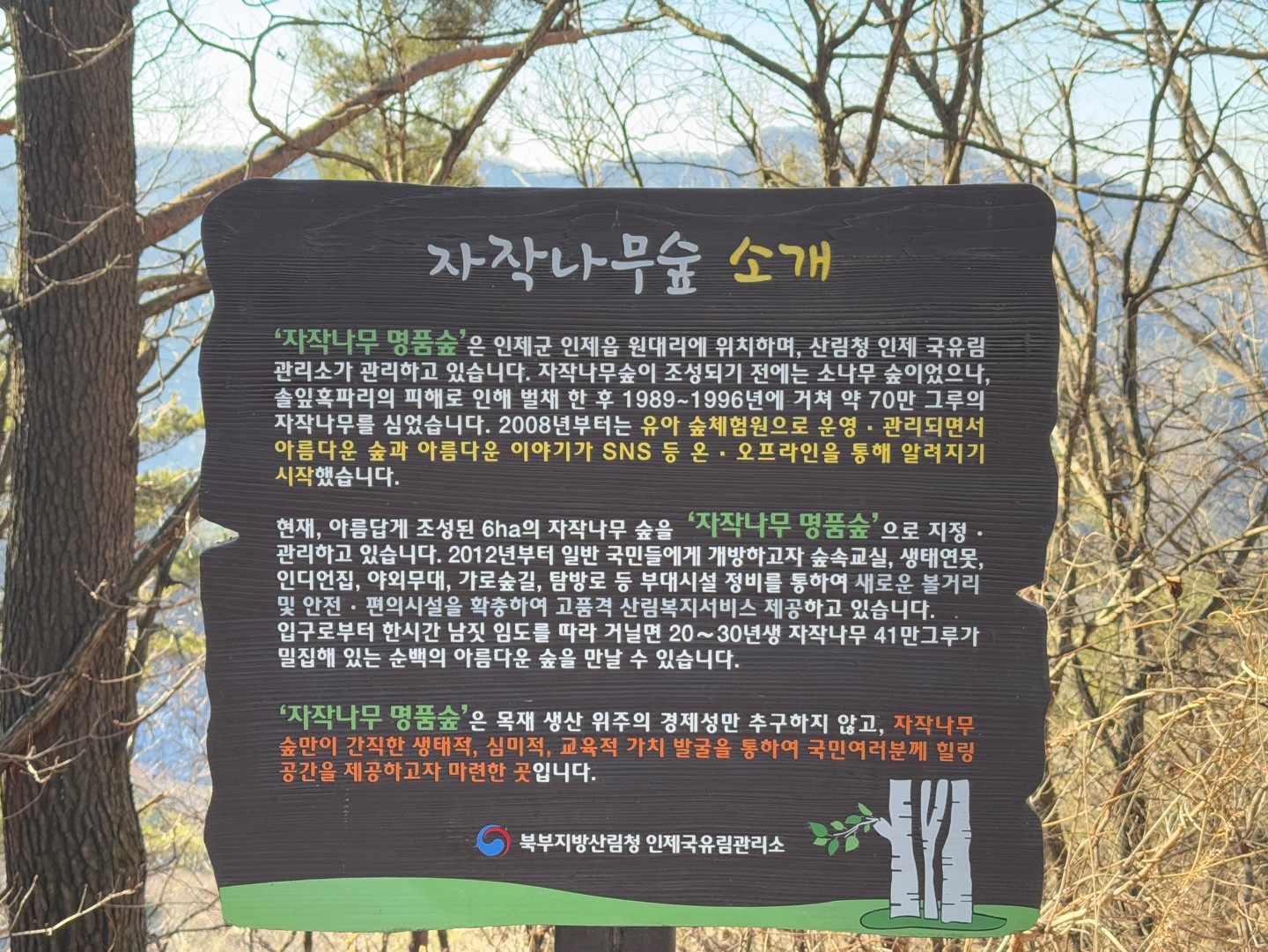 인제 자작나무숲