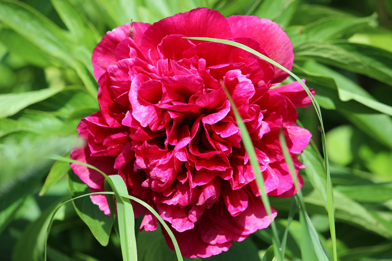 모란꽃 동백꽃 꽃