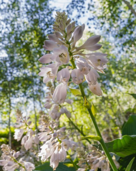 봄축제_화담숲_숲전경
