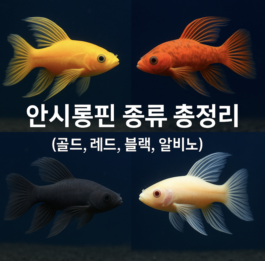 안시롱핀 종류 총정리 (골드, 레드, 블랙, 알비노)