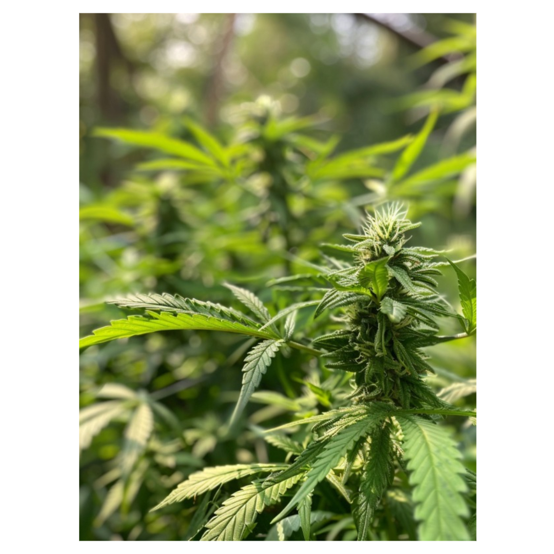 대마종자유와 관련된 사진입니다.