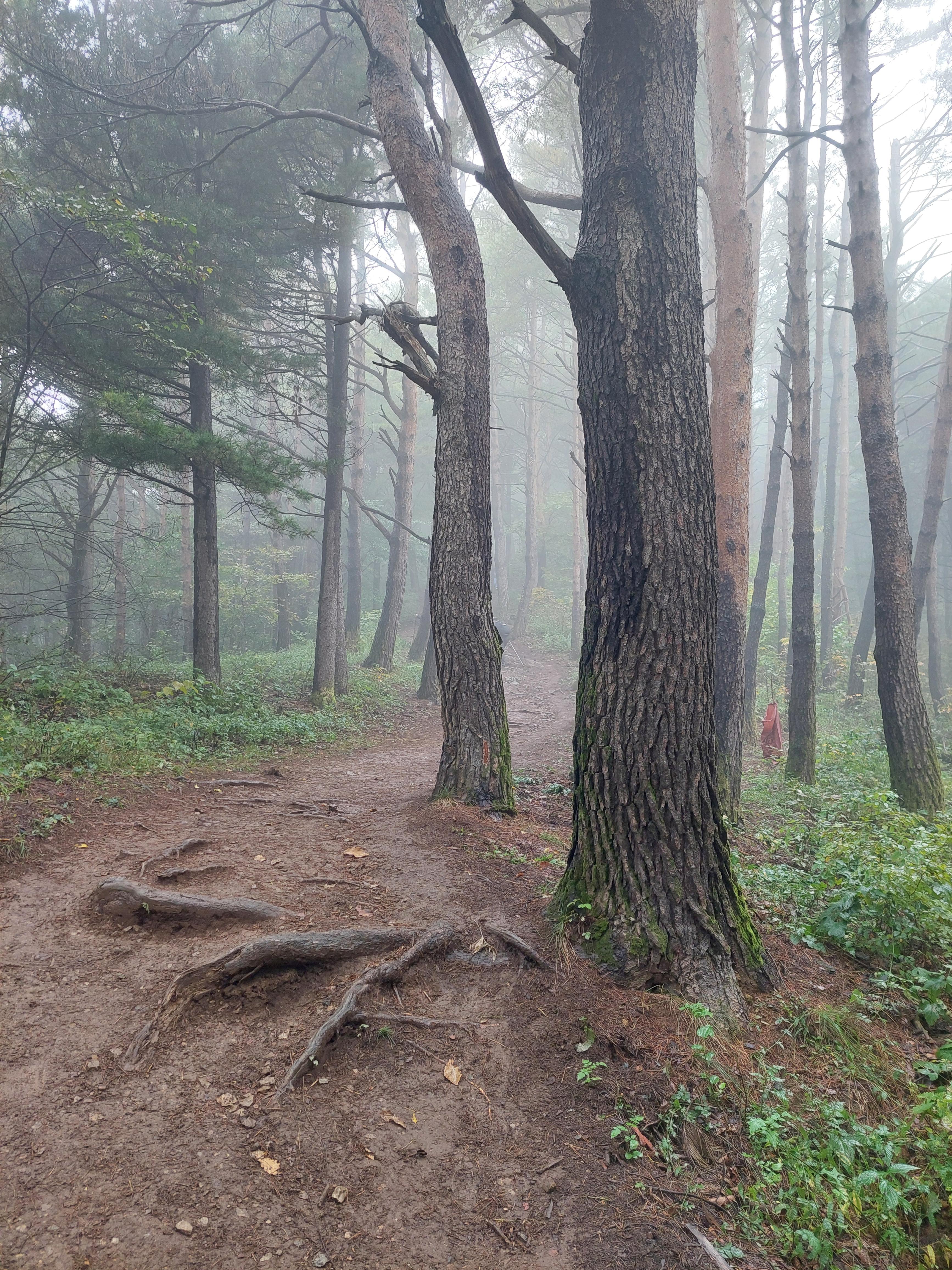 민둥산