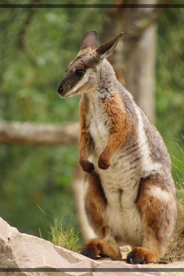 지구가 아파요. 11 호주 사막의 작은 유목민, 황발바위왈라비 위기