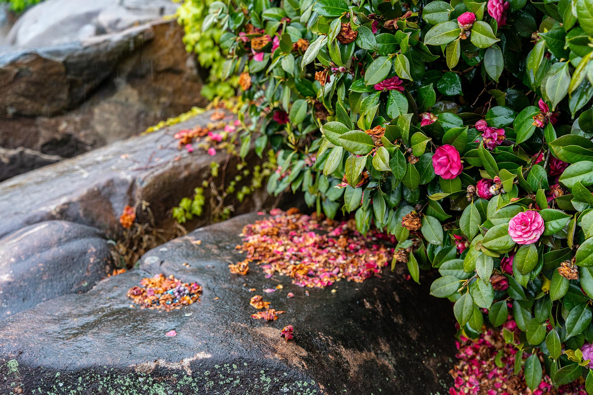 미륵전 동백나무