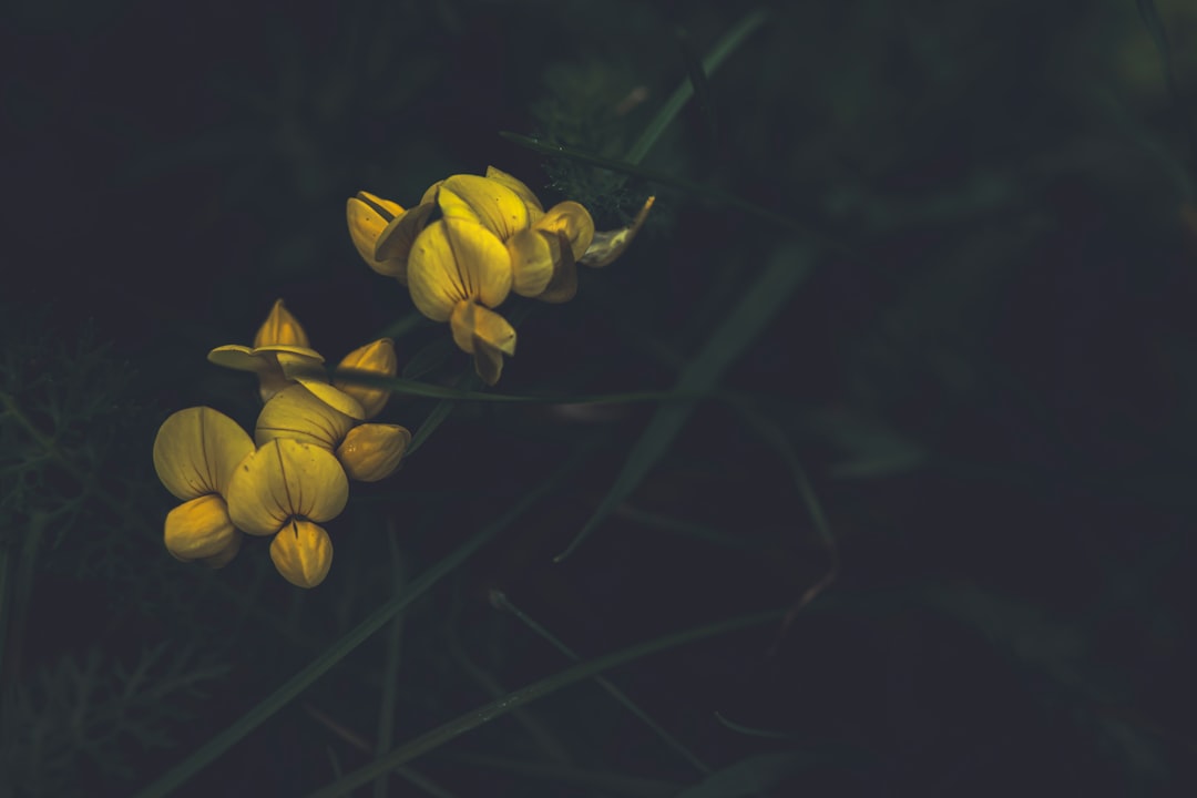 Evening primrose
