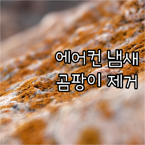 차량 에어컨 냄새의 주범, 곰팡이 잡