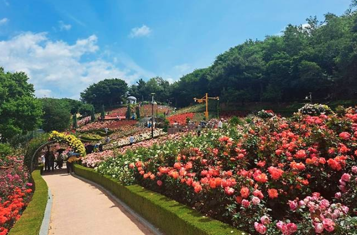 2025 부천 백만송이 장미축제