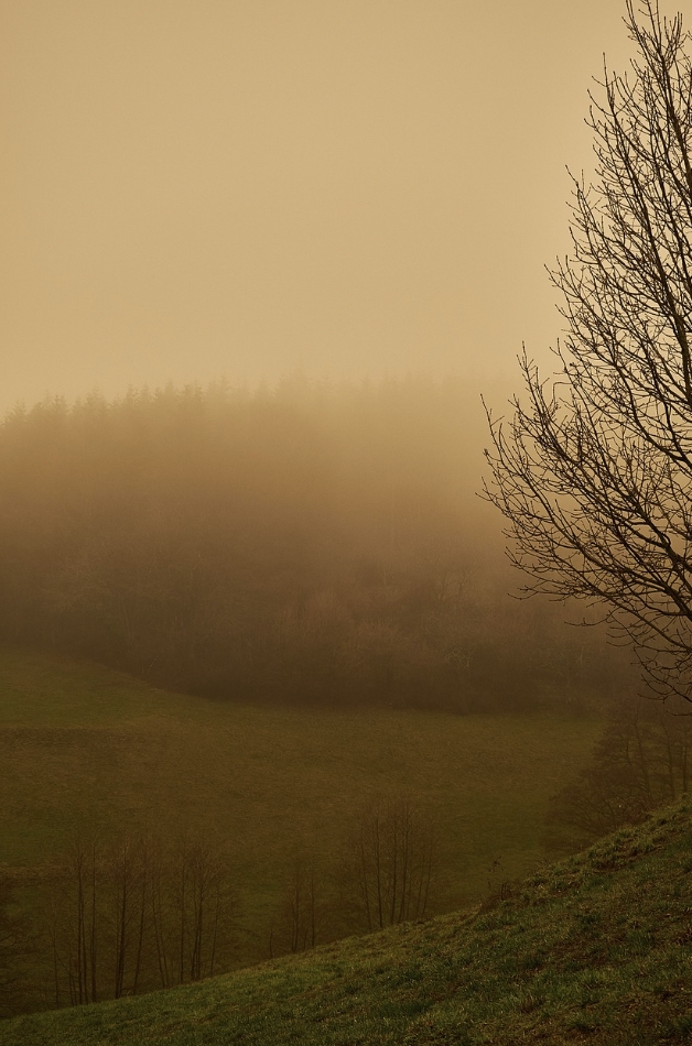 먼지가 많이 껴서 뿌연 숲 사진