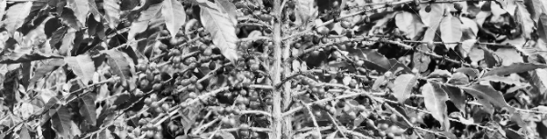 커피나무 키우는법: 온도