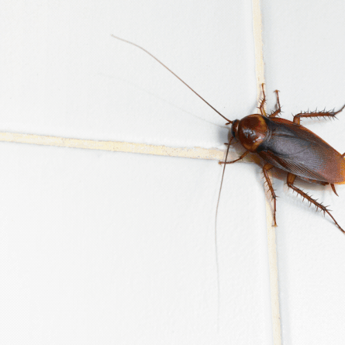 바퀴벌레 퇴치방법 썸네일