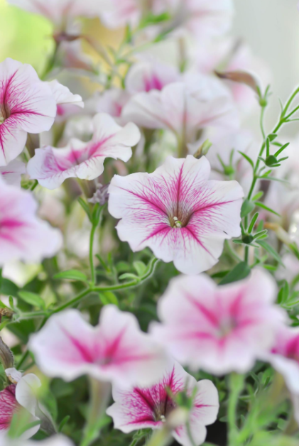 2024 양재 플라워 페스타 존별 안내