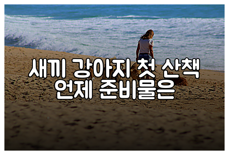 새끼 강아지 첫 산책 언제 준비물은