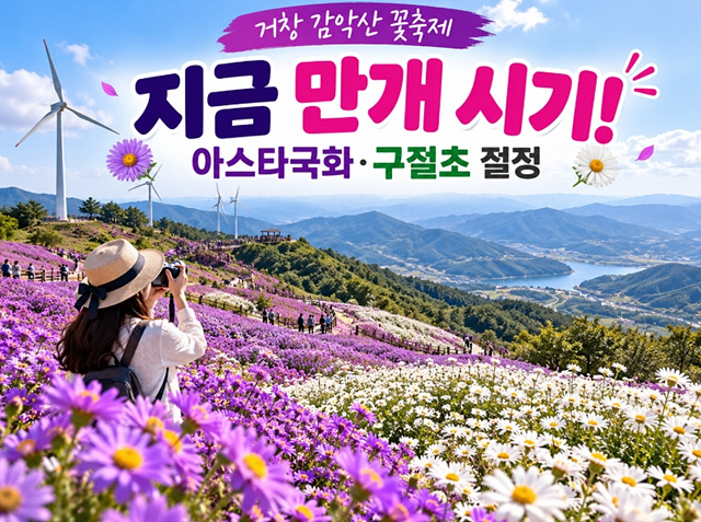 2026 거창 감악산 아스타국화축제 일정 개화 주차 셔틀버스 총정리