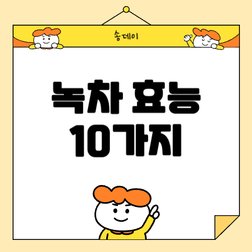 녹차 효능 10가지 총정리