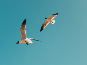 새 꿈 해몽