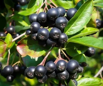 아로니아 효능 칼로리 권장섭취량_17