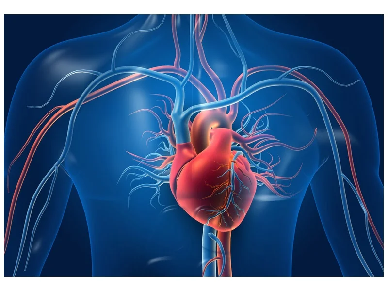 Cardiovascular