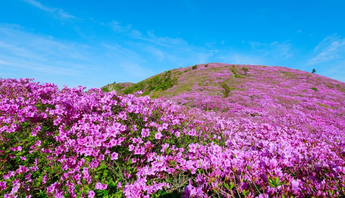 [5월 축제]2025 일림산철쭉문화행사❘전남 보성철쭉축제 기간, 일정, 프로그램, 셔틀 정리