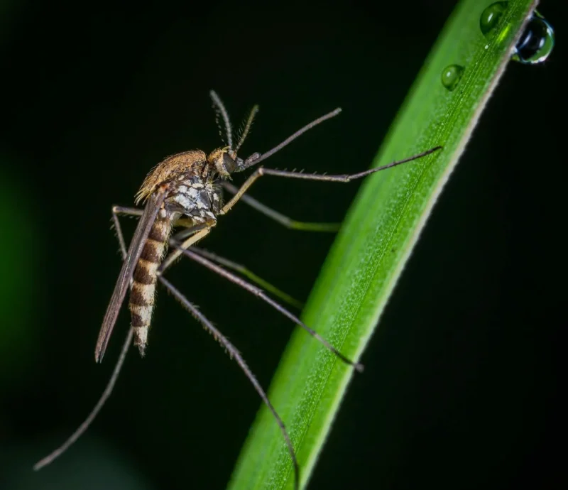 말라리아 예방약